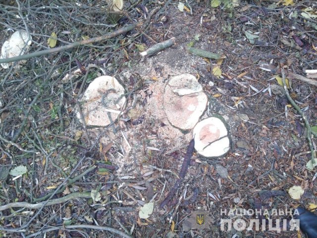 В Бериславском районе лесные браконьеры спилили 32 дерева – следователи открыли уголовное производство
