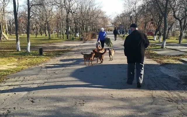 В Геническе обсуждали, что делать с бездомными собаками