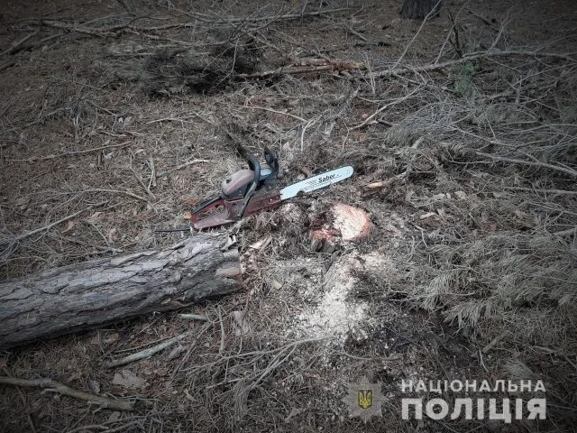 Спилил четыре сосны для отопления собственного дома браконьер в Голопристанском районе