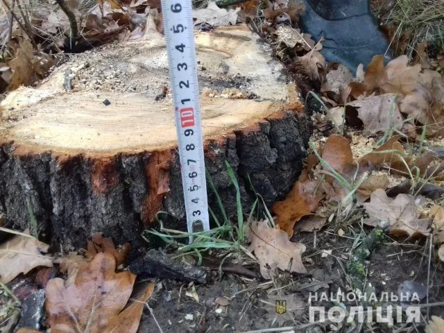 За минувшие сутки полиция Херсонщины открыла три уголовных производства за незаконную вырубку деревьев