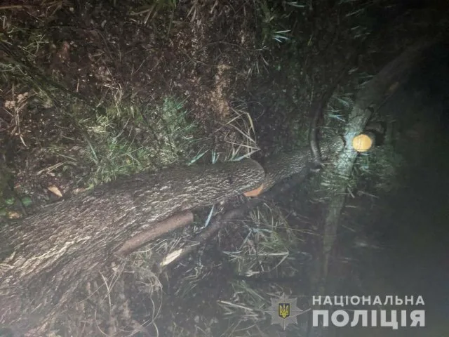 За минувшие сутки полиция Херсонщины открыла три уголовных производства за незаконную вырубку деревьев