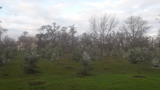 В Таврийске поголубели елки: их обраотали вонючим составом от браконьеров