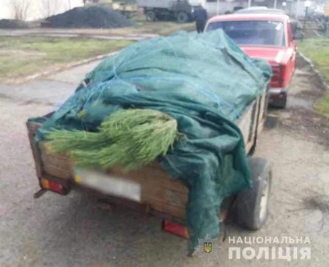 На Херсонщине полиция начала проверку законности реализации хвойных деревьев
