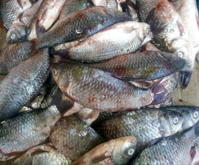 На рынках Херсона обнаружено незаконную продажу 45 кг водных биоресурсов