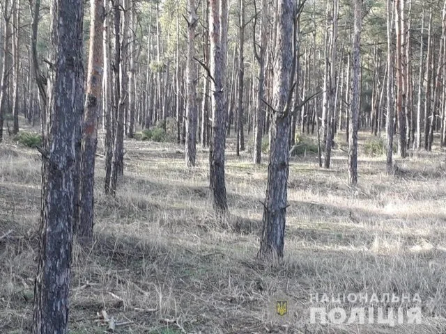 В Голопристанском районе лесные браконьеры спилили 60 деревьев – полиция открыла уголовное производство
