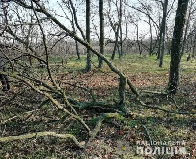 В Голопристанском районе браконьеры спилили 14 деревьев – полиция открыла уголовное производство