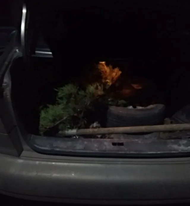 В Геническе в парке задержали девушку, которая выкапывала молодые деревья