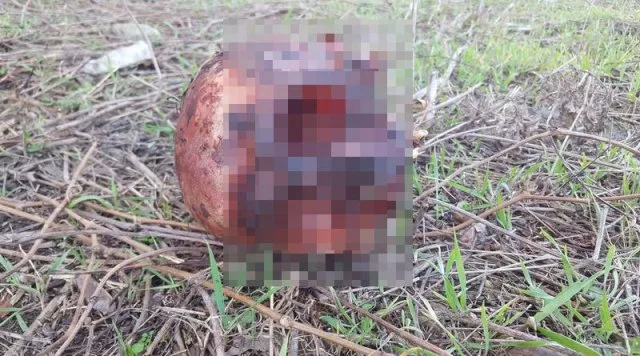 В Геническе на территории бывшего сырзавода нашли человеческий череп
