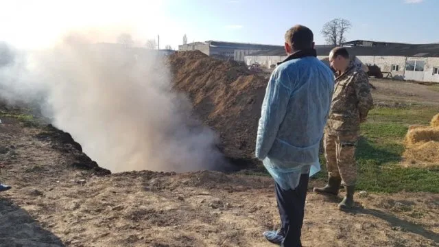 В Каховке подтвердился вспышка африканской чумы свиней