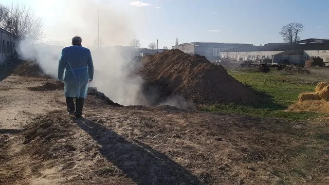 В Каховке подтвердился вспышка африканской чумы свиней