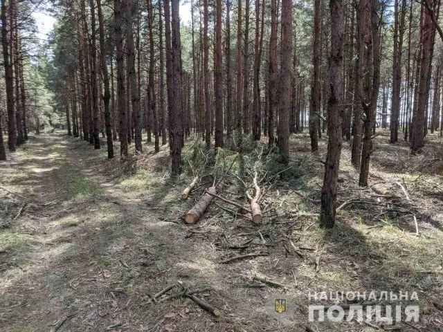 На Херсонщине полиция зарегистрировала два факта браконьерского спиливания деревьев