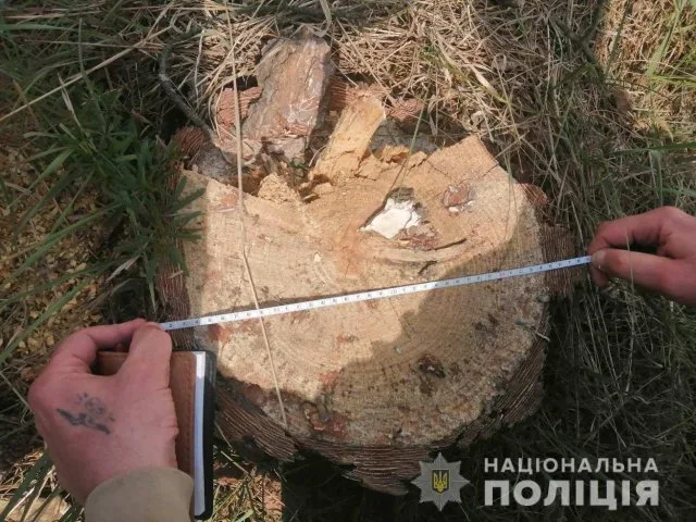 На Херсонщине полиция зарегистрировала два факта браконьерского спиливания деревьев