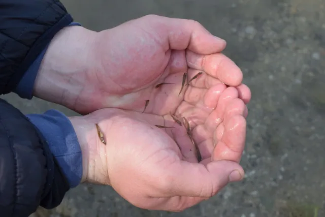 В Каховское водохранилище выпустили более полутора миллиона мальков щуки