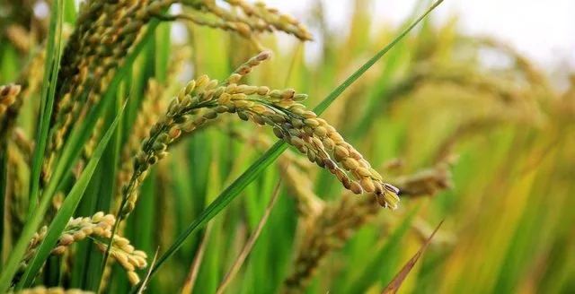 Фермеры Херсонщины сократили производство риса