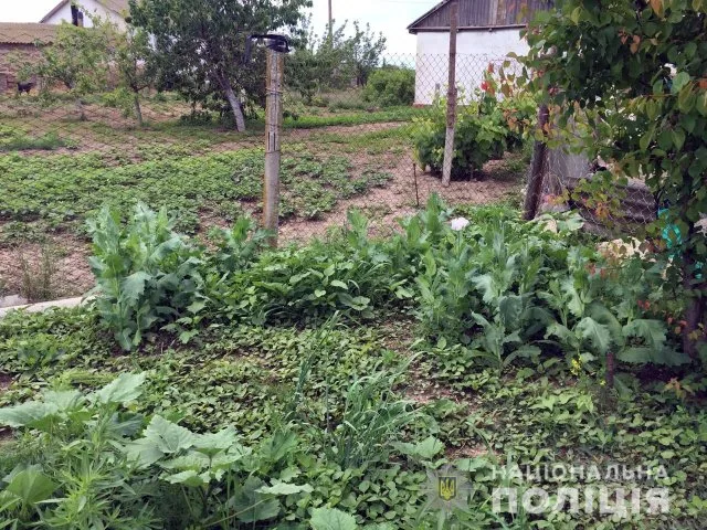 Полицейские обнаружили более 500 насаждений снотворного мака у жителя Генического района