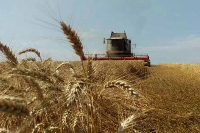 Жатва на Херсонщине урожаем не радует