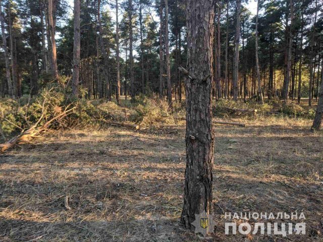 Голопристанские полицейские разыскивают браконьеров, которые спилили почти сотню деревьев