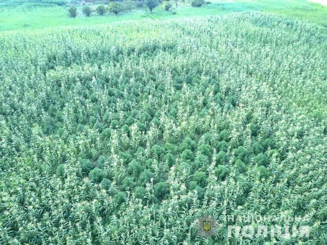 В Новотроицком районе полицейские обнаружили и уничтожили насаждения конопли элитного сорта