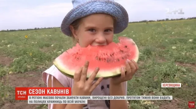 Сезон арбузов в разгаре: как в Херсонской области собирают бахчевые, выращенные без удобрений
