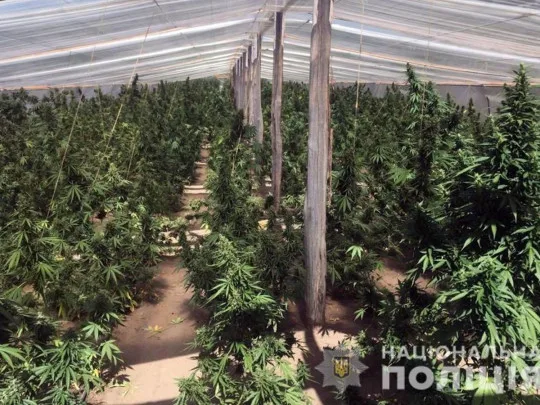 Военные организовали плантацию конопли «для нужд АТО»