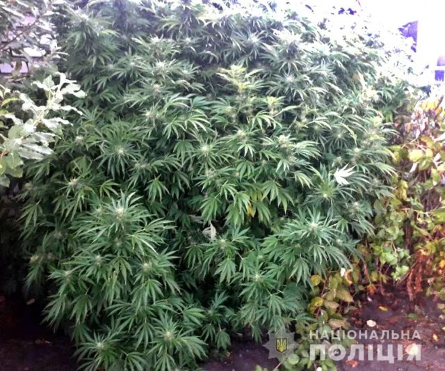 Участковые полицейские обнаружили посев конопли во дворе жителя Скадовска