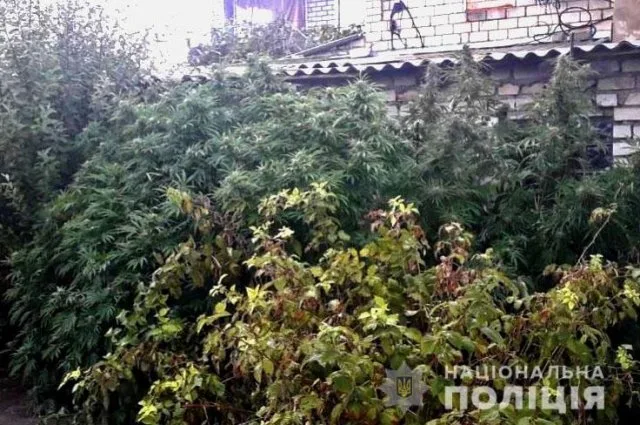 Участковые полицейские обнаружили посев конопли во дворе жителя Скадовска