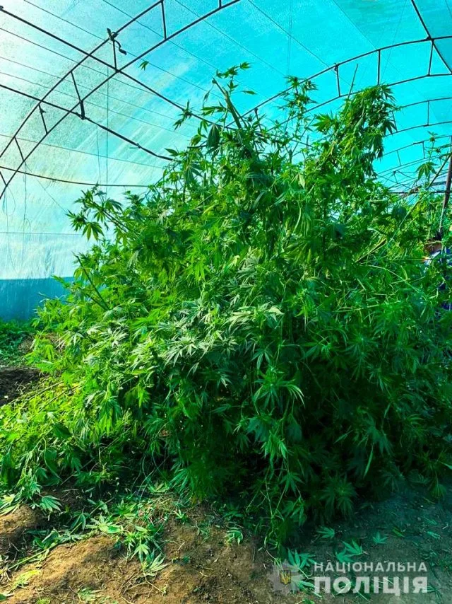 Херсонские полицейские изъяли посев конопли на сумму 300 тыс. гривен у жительницы Генического района