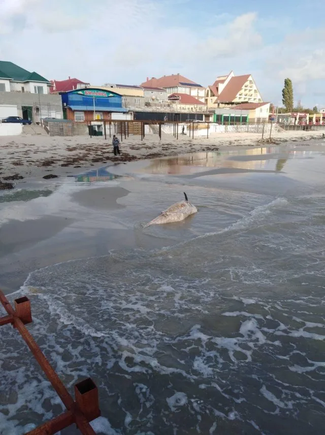 В Железном Порту на берег выкинуло погибшего дельфина