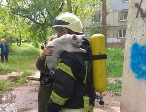 Херсонские пожарные спасли кота из горящего дома