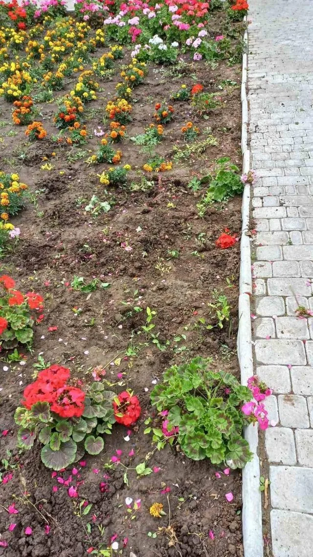 В центральном сквере Херсона на месте украденных цветов посадят новые