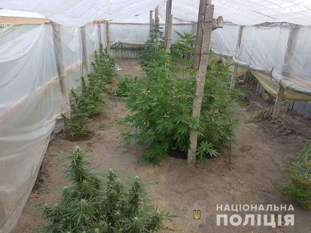 Полицейские изъяли у двух жителей Херсонщины запрещены наркосодержащие растения