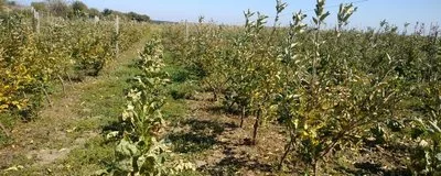В селе Костырка на Херсонщине сельчане потеряли урожай овощей из-за обработки полей с самолета