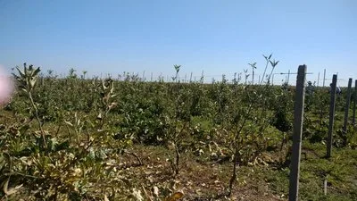 В селе Костырка на Херсонщине сельчане потеряли урожай овощей из-за обработки полей с самолета