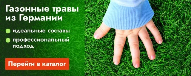 Как посадить газон своими руками: особенности выбора и ухода