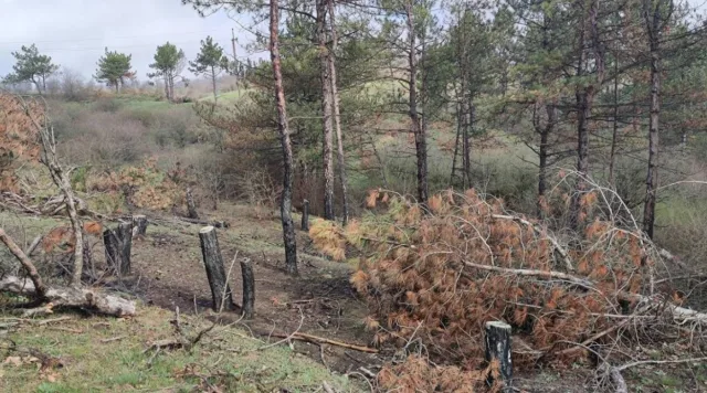 У нацпарку “Кам’янська Січ” на Херсонщині розмінували близько 3 тисячі гектарів території
