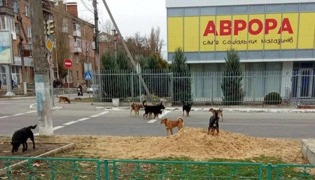 Захоплена Нова Каховка потерпає від нашестя бродячих тварин – «Жовта стрічка»