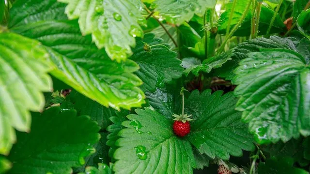 29 червня: Яке сьогодні свято, все про цей день