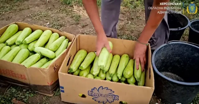 Аграрії Херсонщини розпочали збирати врожай овочевих культур