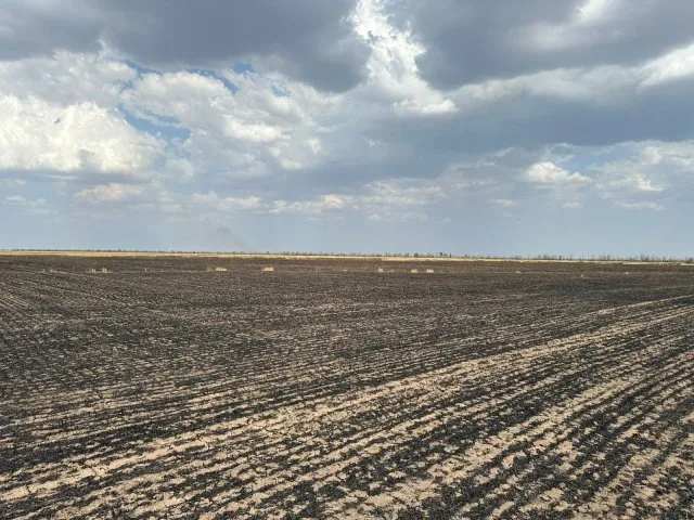 Сільське господарство на Бериславщині цього року опинилося в особливо складних умовах